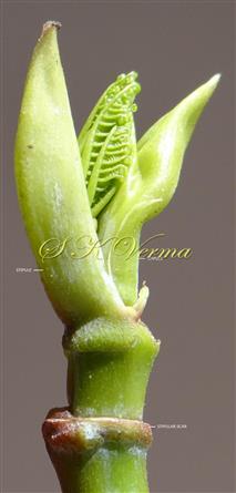  Stipules